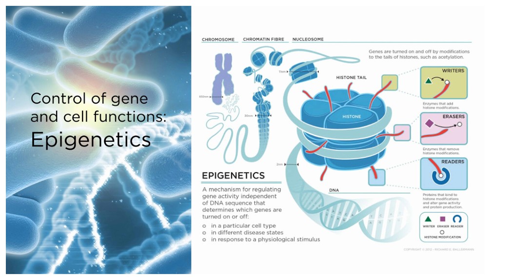 Genes and epigenomics