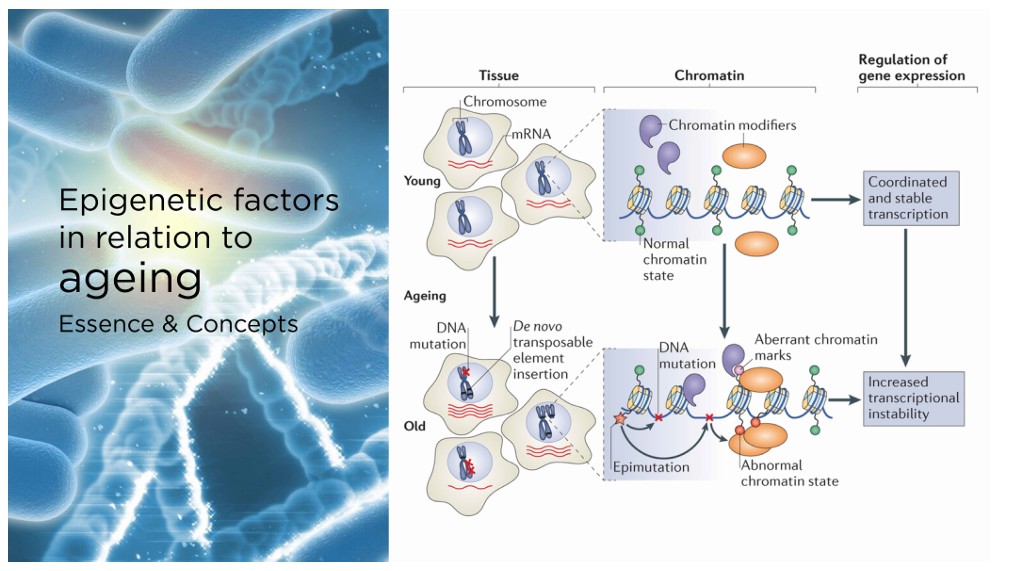 Inheritance beyond genes