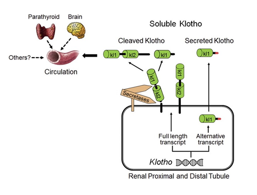 Klotho Kidney diseases Study