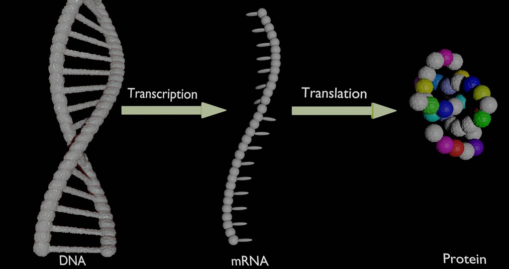 Klotho mRNA